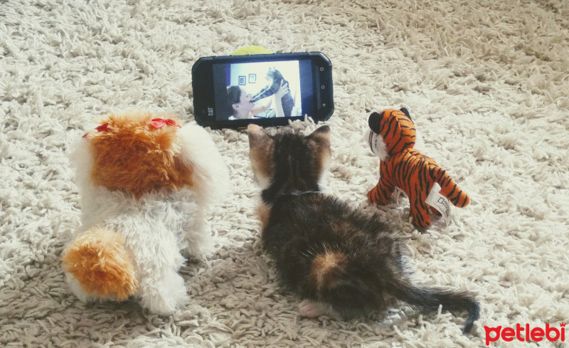 Tekir Kedi, Kedi  Şaşkın fotoğrafı