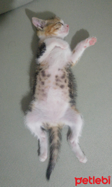 Tekir Kedi, Kedi  Şaşkın fotoğrafı