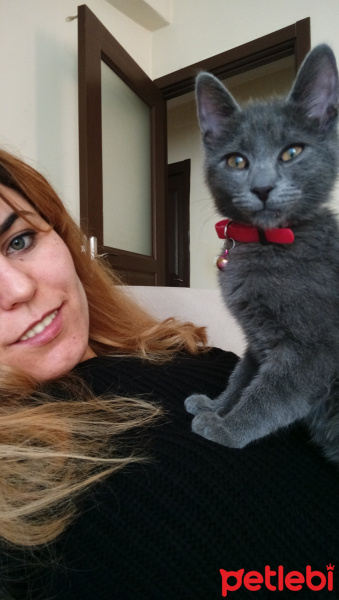 Korat, Kedi  Lili fotoğrafı