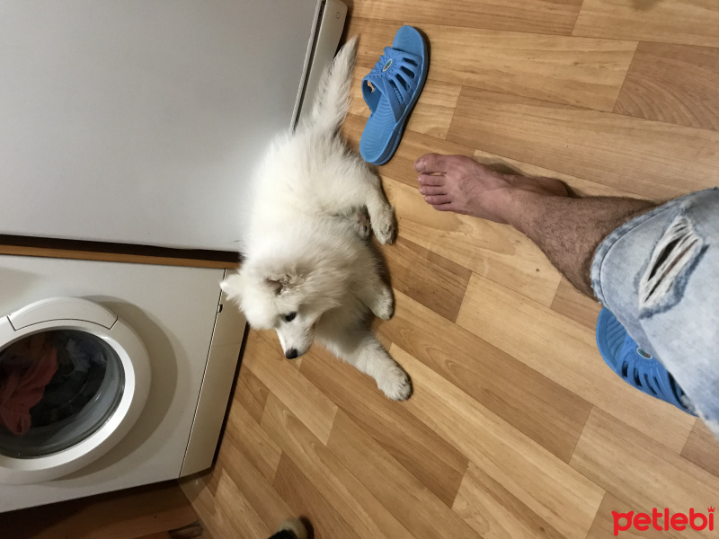 Samoyed, Köpek  Paşa fotoğrafı