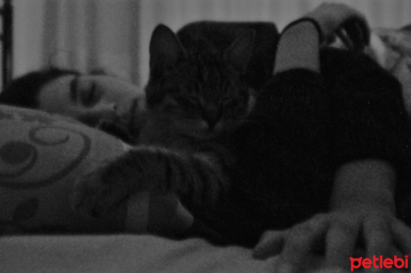 Tekir Kedi, Kedi  Fıstık fotoğrafı