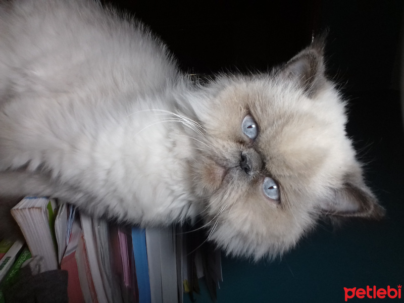 Himalayan, Kedi  Fırfır fotoğrafı