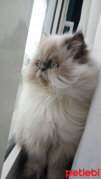 Himalayan, Kedi  Fırfır fotoğrafı
