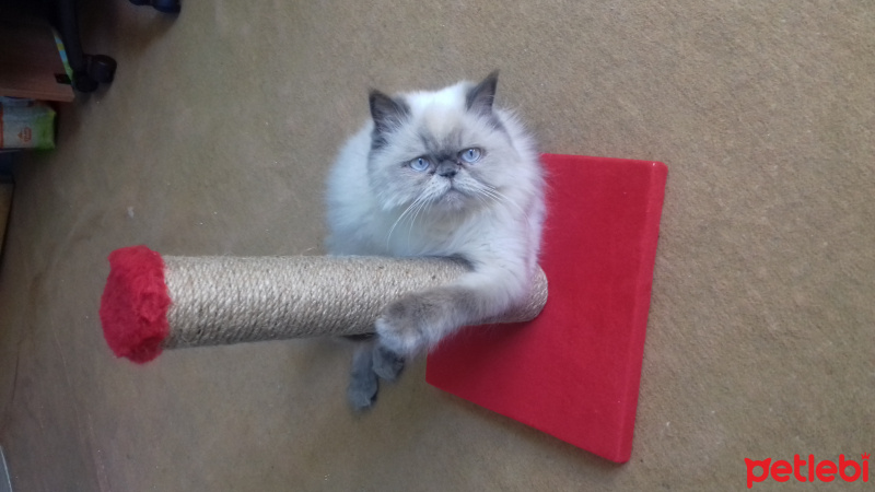 Himalayan, Kedi  Fırfır fotoğrafı