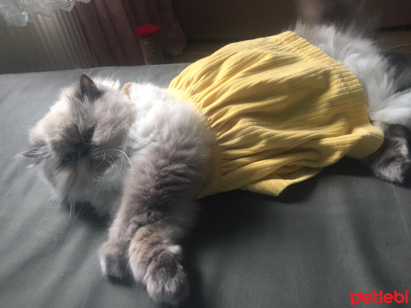 Himalayan, Kedi  Fırfır fotoğrafı