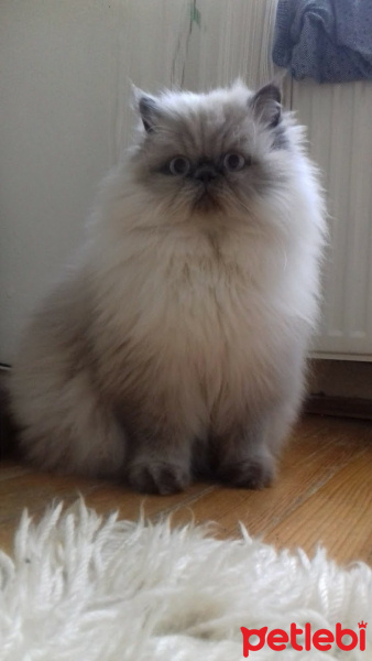 Himalayan, Kedi  Fırfır fotoğrafı