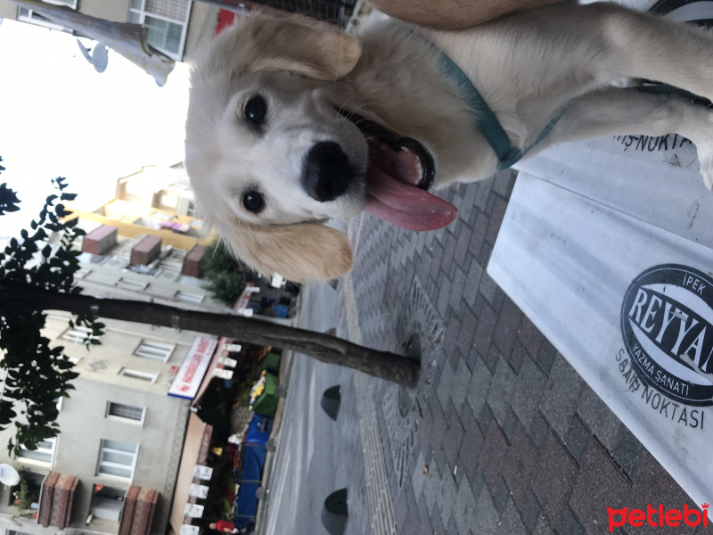 Golden Retriever, Köpek  Dasiy fotoğrafı