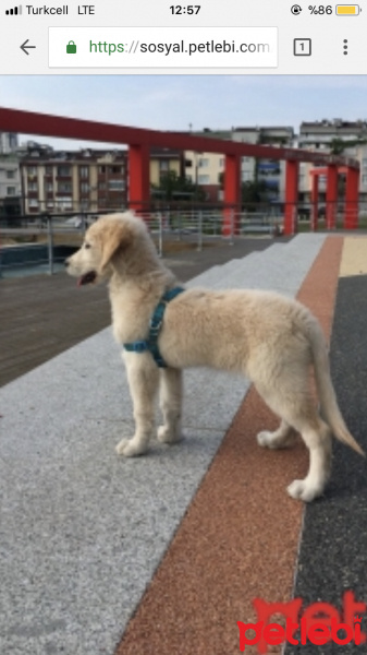 Golden Retriever, Köpek  Dasiy fotoğrafı