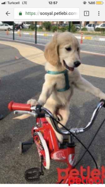 Golden Retriever, Köpek  Dasiy fotoğrafı