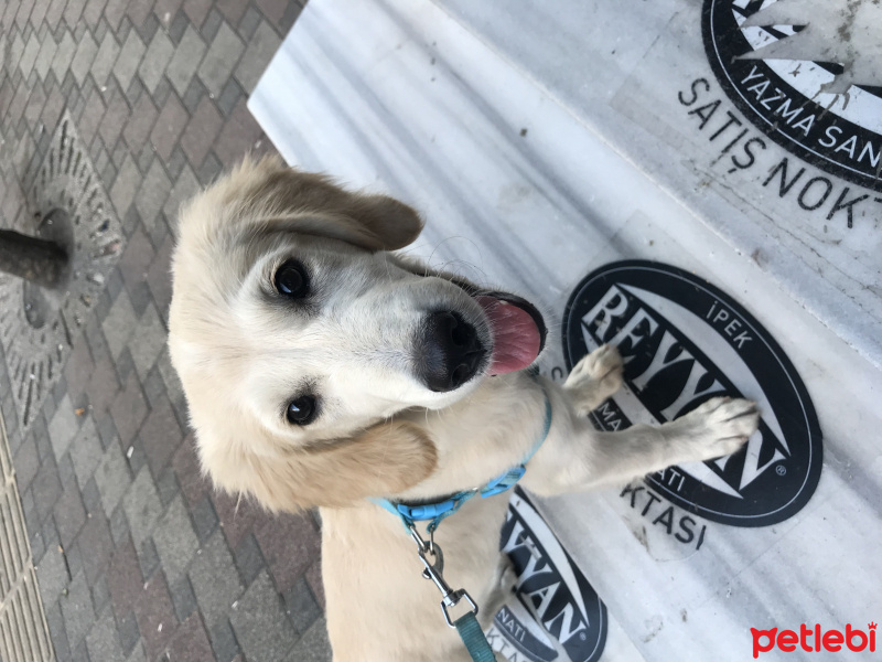 Golden Retriever, Köpek  Dasiy fotoğrafı