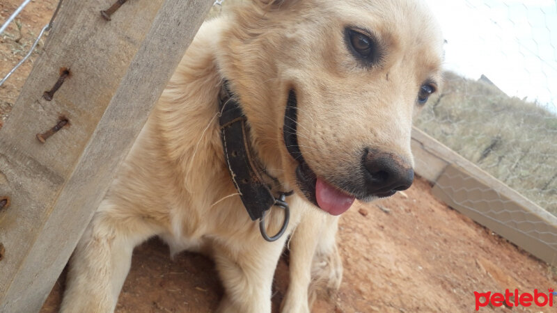 Golden Retriever, Köpek  Pamuk fotoğrafı