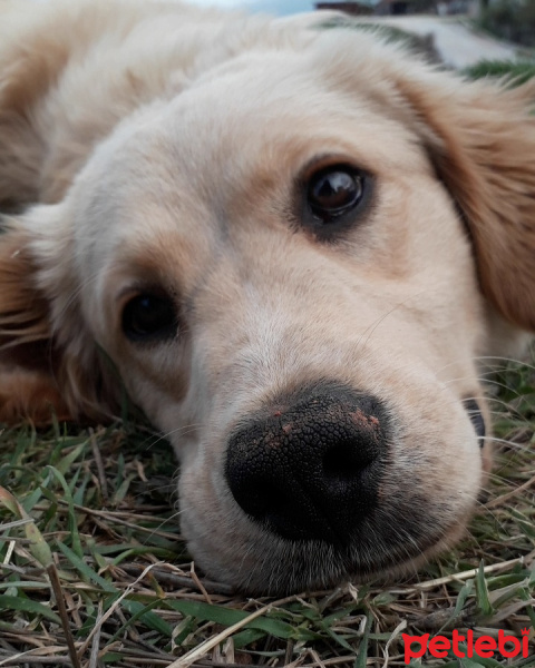 Golden Retriever, Köpek  Pamuk fotoğrafı