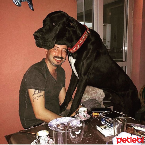 Great Dane (Danua), Köpek  Gölge fotoğrafı