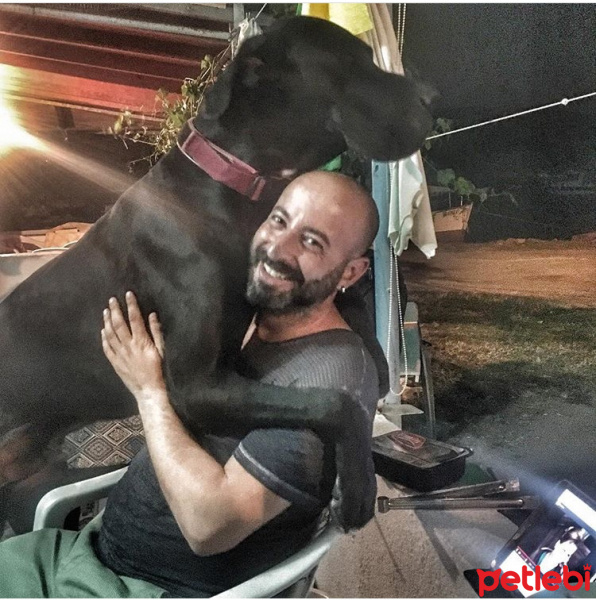 Great Dane (Danua), Köpek  Gölge fotoğrafı
