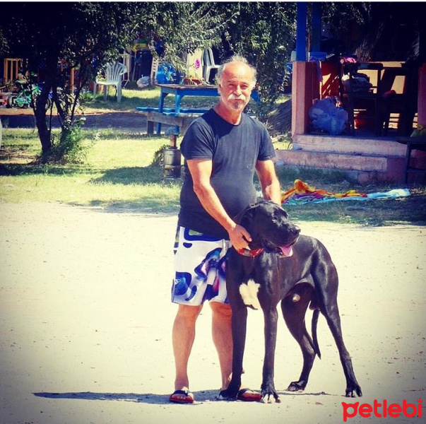 Great Dane (Danua), Köpek  Gölge fotoğrafı