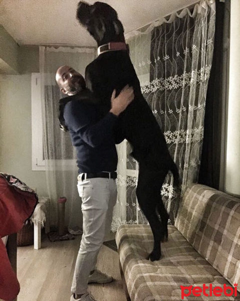 Great Dane (Danua), Köpek  Gölge fotoğrafı