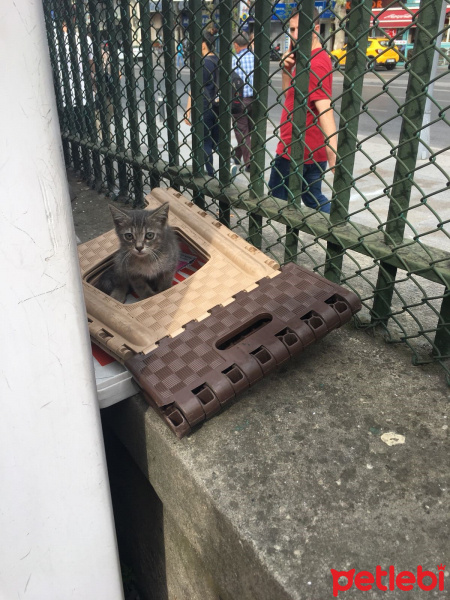 Tekir Kedi, Kedi  Blaze'e Acil Yuva! fotoğrafı