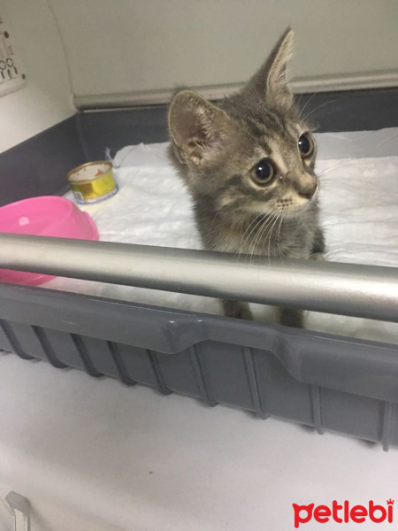 Tekir Kedi, Kedi  Blaze'e Acil Yuva! fotoğrafı