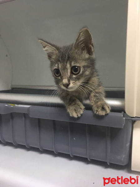 Tekir Kedi, Kedi  Blaze'e Acil Yuva! fotoğrafı