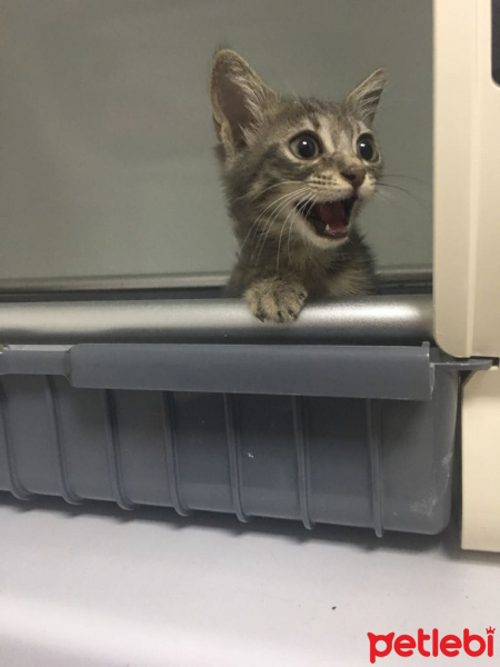 Tekir Kedi, Kedi  Blaze'e Acil Yuva! fotoğrafı