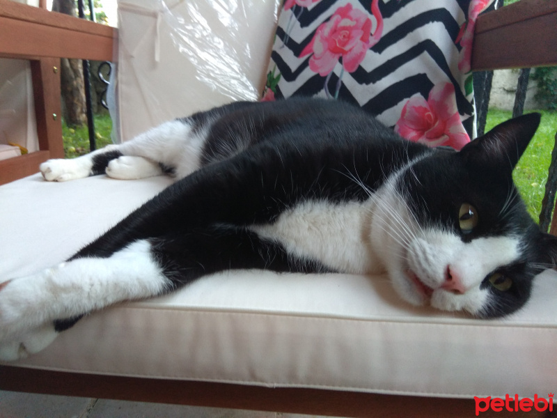 Tuxedo (Smokin) Kedi, Kedi  Nogger fotoğrafı
