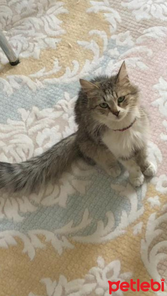 Tekir Kedi, Kedi  Aysel fotoğrafı