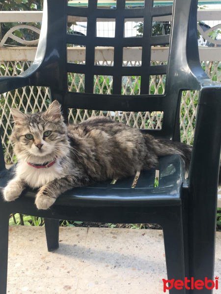 Tekir Kedi, Kedi  Aysel fotoğrafı