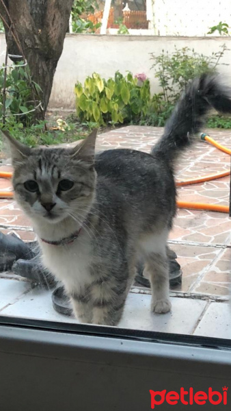 Tekir Kedi, Kedi  Aysel fotoğrafı