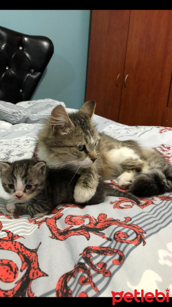 Tekir Kedi, Kedi  Aysel fotoğrafı