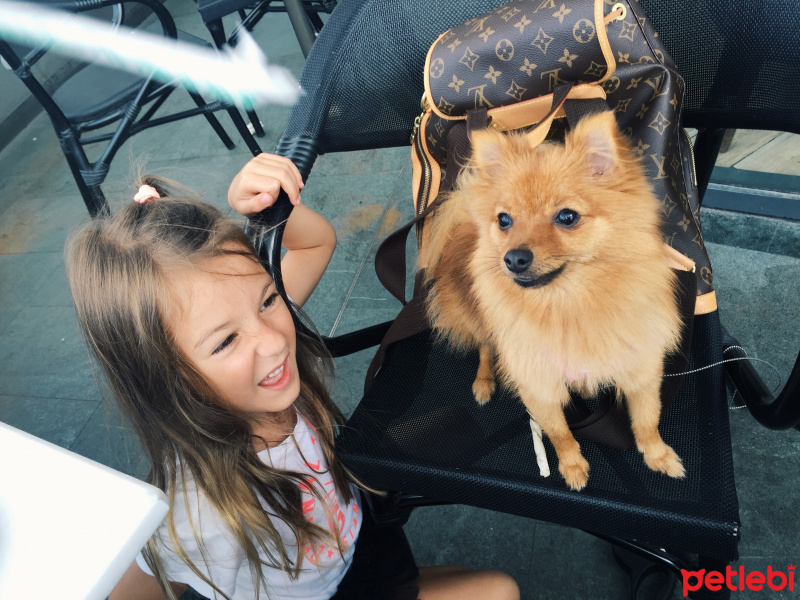 Pomeranyalı, Köpek  Pia fotoğrafı
