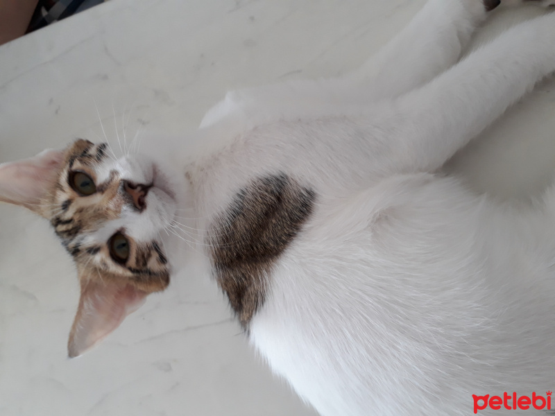 Tekir Kedi, Kedi  Mercan fotoğrafı