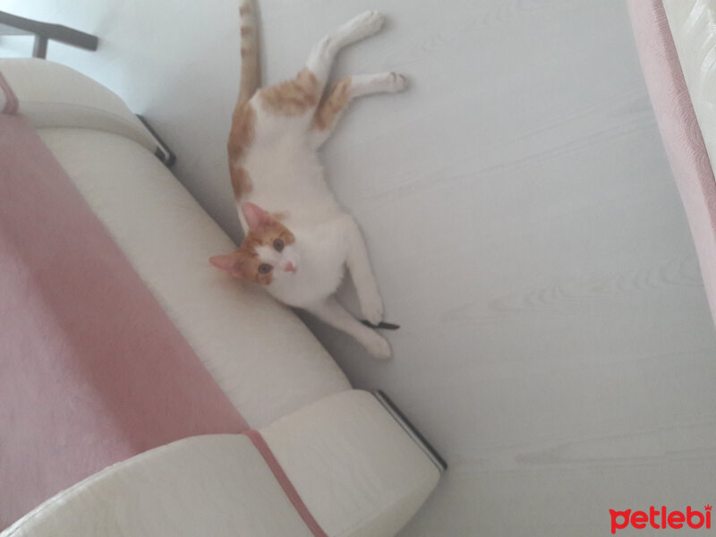 Tekir Kedi, Kedi  ÇAKIR fotoğrafı