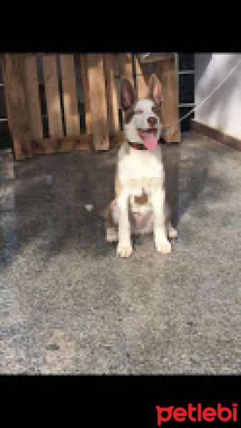 Sibirya Kurdu (Husky), Köpek  şino pena  bütün herşeyi tamam  karnesi var fotoğrafı