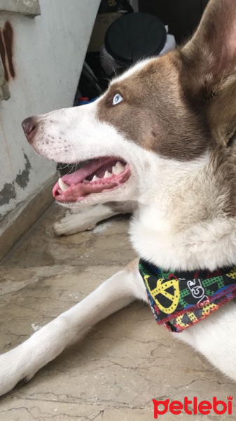 Sibirya Kurdu (Husky), Köpek  şino pena  bütün herşeyi tamam  karnesi var fotoğrafı