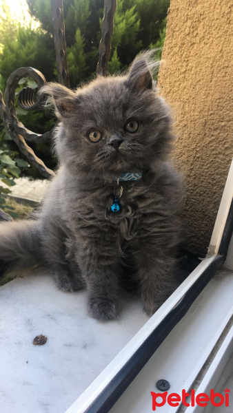 Chinchilla, Kedi  Çakıl fotoğrafı