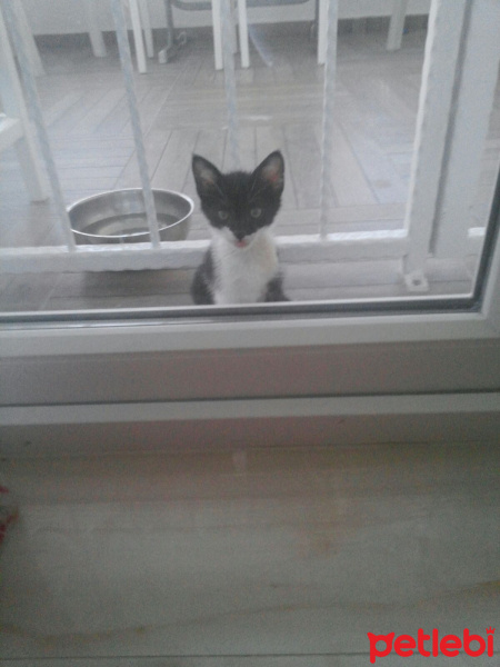 Tuxedo (Smokin) Kedi, Kedi  Lebron fotoğrafı