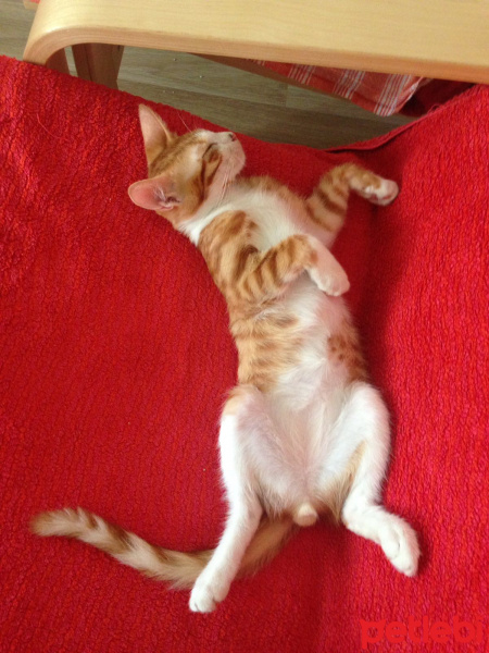 Tekir Kedi, Kedi  Prens fotoğrafı