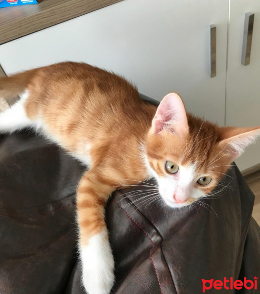 Tekir Kedi, Kedi  Prens fotoğrafı