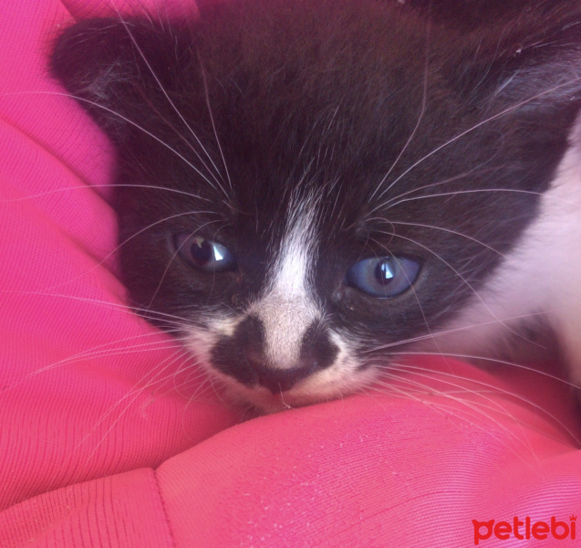 Tekir Kedi, Kedi  GECE'YE ACİL YUVA ARANIYOR!!! fotoğrafı