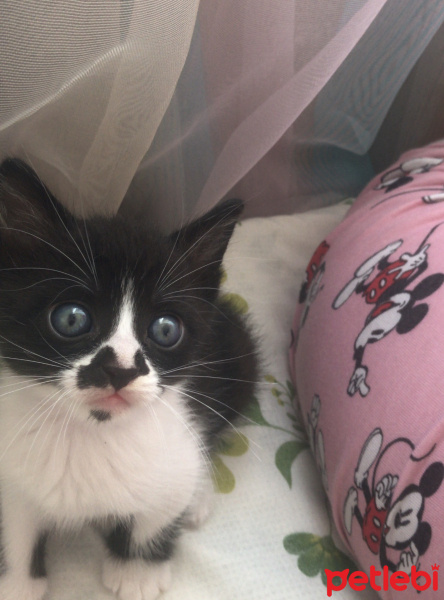 Tekir Kedi, Kedi  GECE'YE ACİL YUVA ARANIYOR!!! fotoğrafı