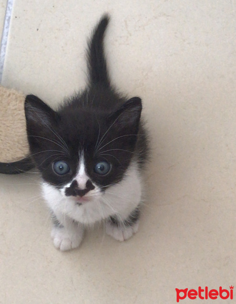 Tekir Kedi, Kedi  GECE'YE ACİL YUVA ARANIYOR!!! fotoğrafı