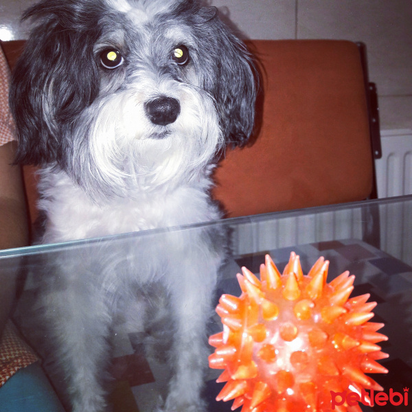 Bichon Havanese, Köpek  Paris fotoğrafı