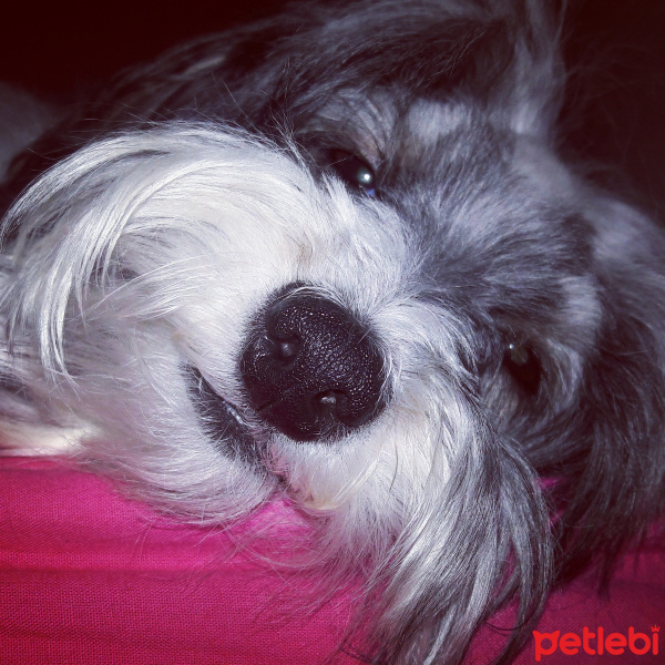 Bichon Havanese, Köpek  Paris fotoğrafı