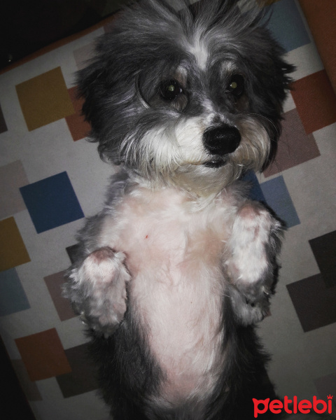Bichon Havanese, Köpek  Paris fotoğrafı