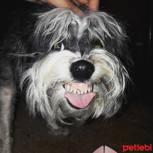 Bichon Havanese, Köpek  Paris fotoğrafı