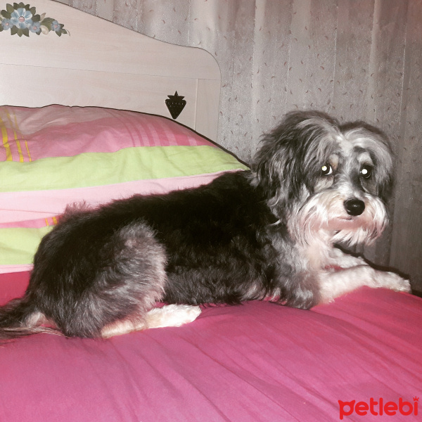Bichon Havanese, Köpek  Paris fotoğrafı