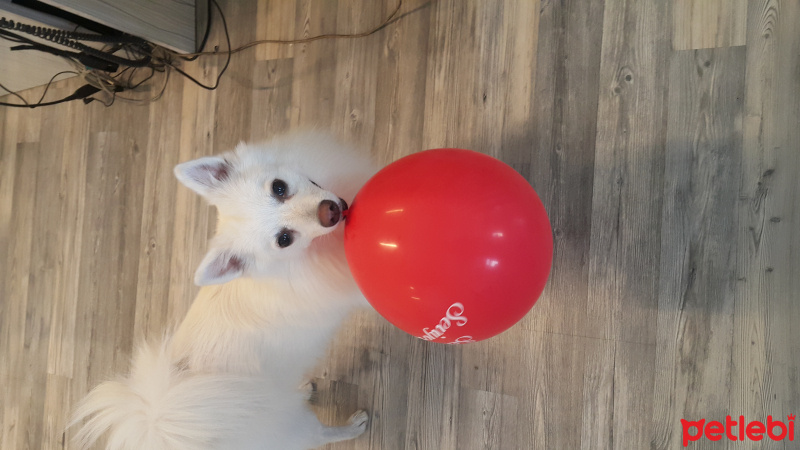 Pomeranyalı, Köpek  Tekila fotoğrafı