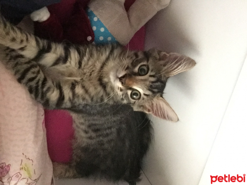 Tekir Kedi, Kedi  Duman fotoğrafı