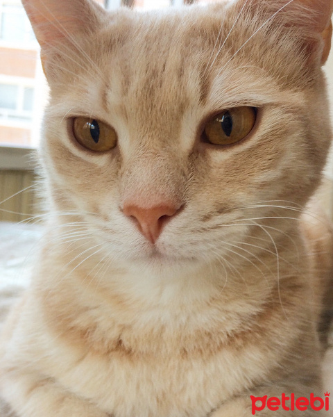 British Shorthair, Kedi  Badem fotoğrafı