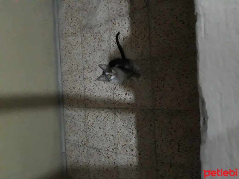 Tekir Kedi, Kedi  Prenses fotoğrafı